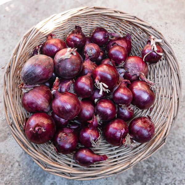 Cipolla Rosse