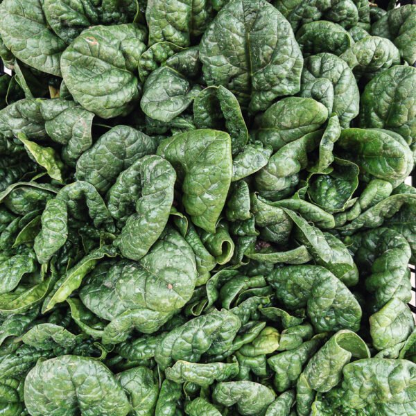 Spinaci