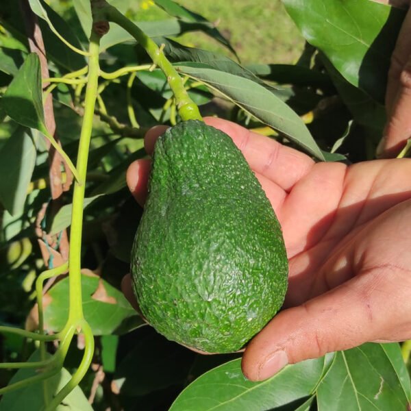 Avocado Sicilia