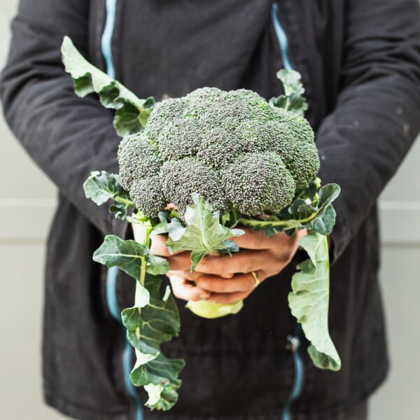Broccoli