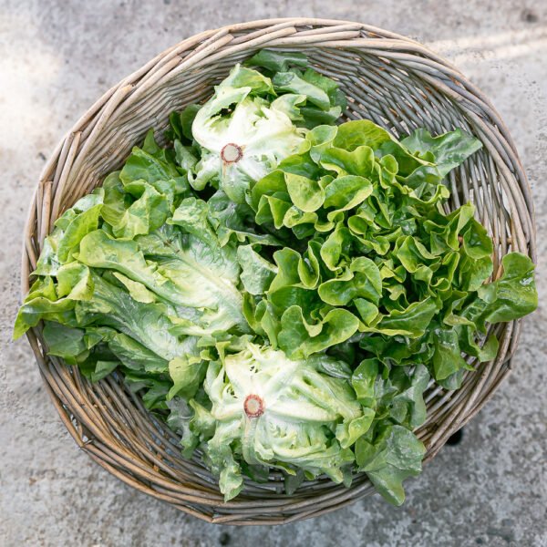 Insalata Filippina