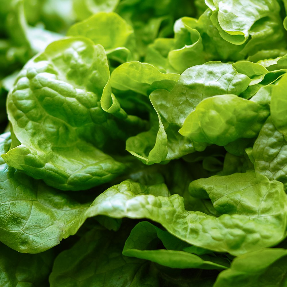 Insalata-manigotto_collina-guisachan-verdura-domicilio-Torino-2 Insalata Manigotto - immagine 1