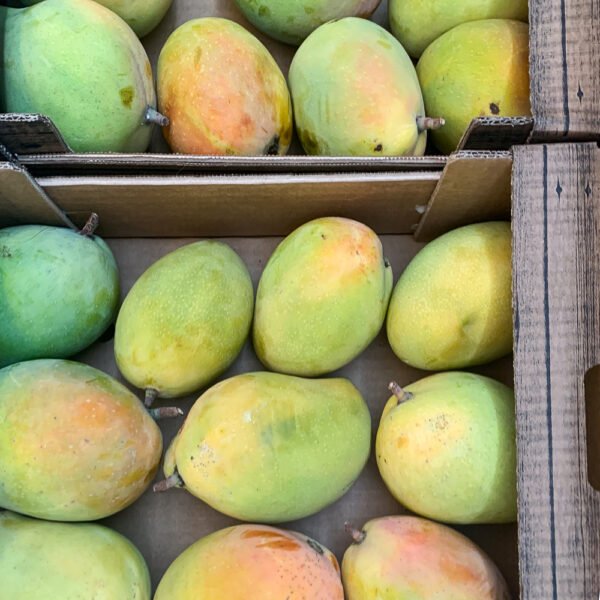 Mango Sicilia