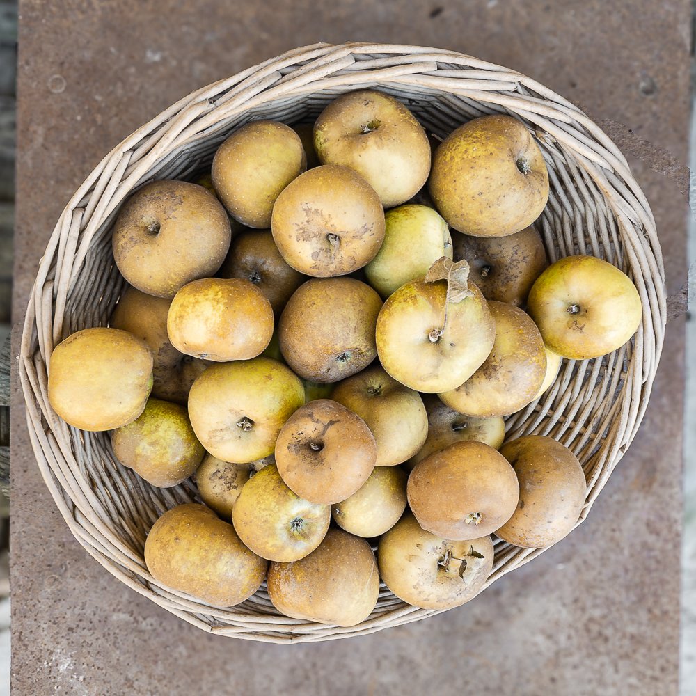 Mele-Renetta_collina-guisachan-frutta-domicilio-Torino-6 Mele Renetta - immagine 1