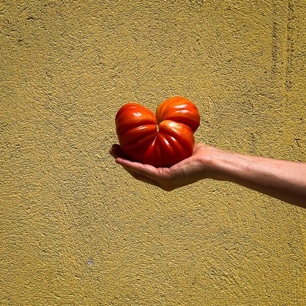 Pomodori cuore di bue