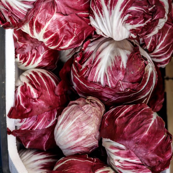 Radicchio