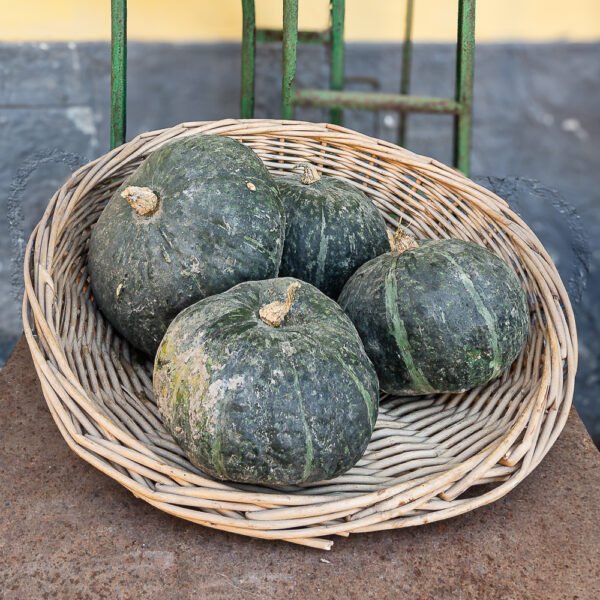 Zucca delica grande
