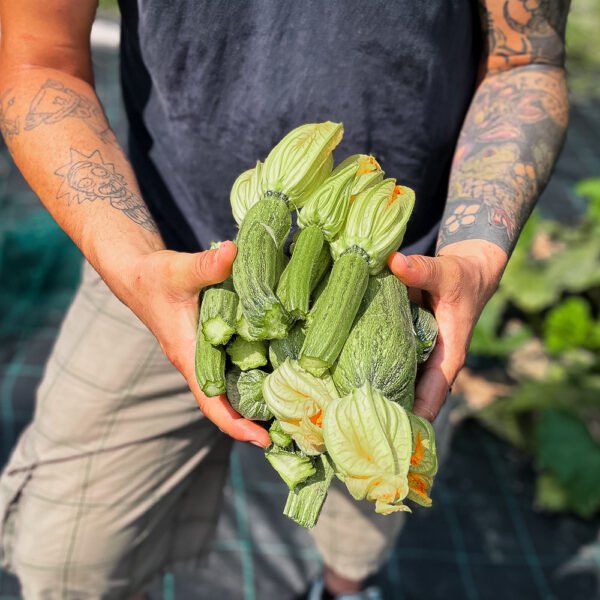 Zucchine