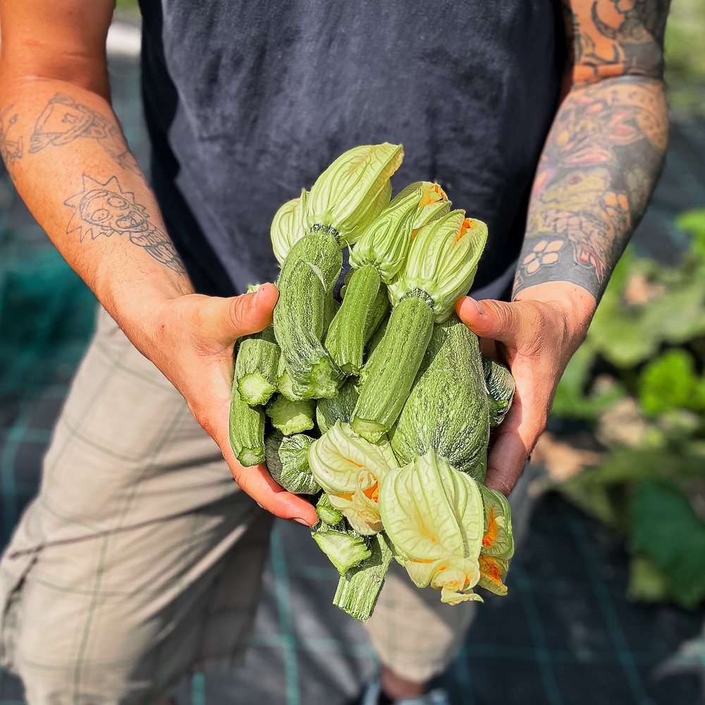Zucchini_collina-guisachan-verdura-domicilio-Torino-07 Zucchine - immagine 1