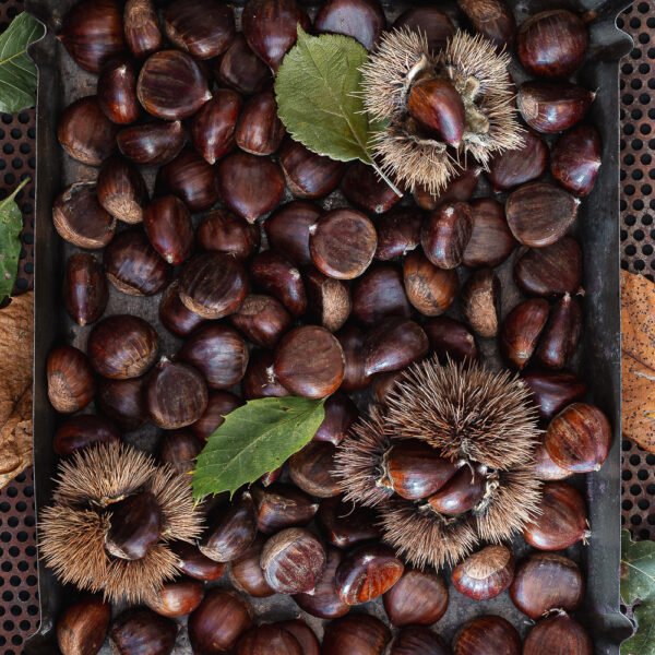 Castagne