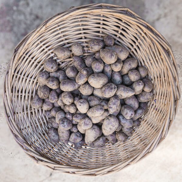 Patate viola