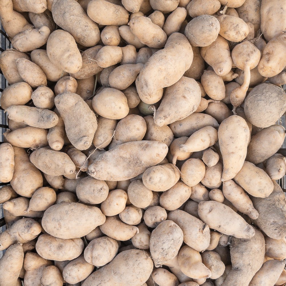 Patate-del-burro_collina-guisachan-verdura-domicilio-Torino-30 Patate del burro - immagine 1