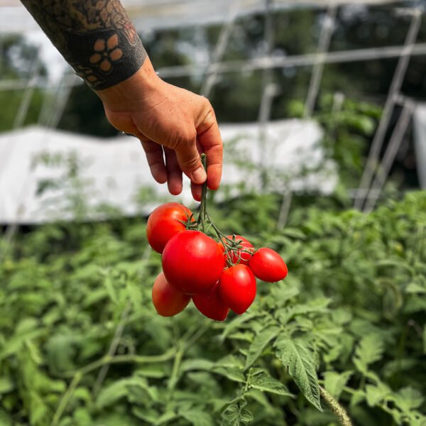 Pomodori tondo