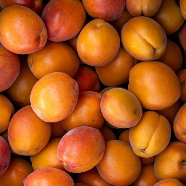 Albicocche