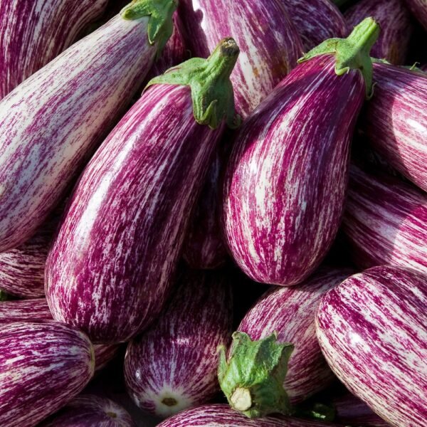 Melanzane viola