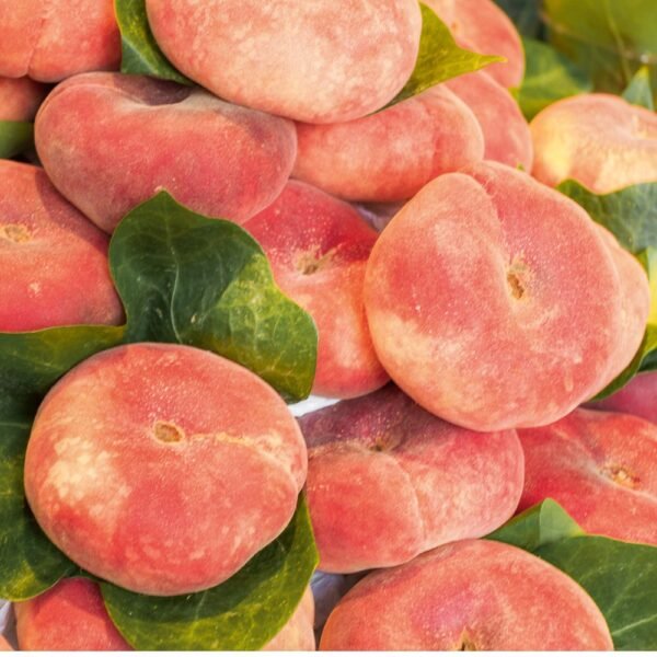 Pesche tabacchiera