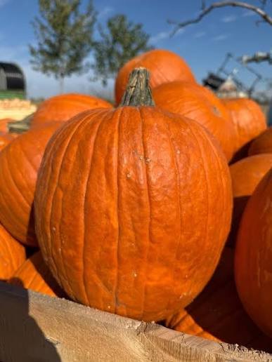 halloween Zucca di Halloween - immagine 1